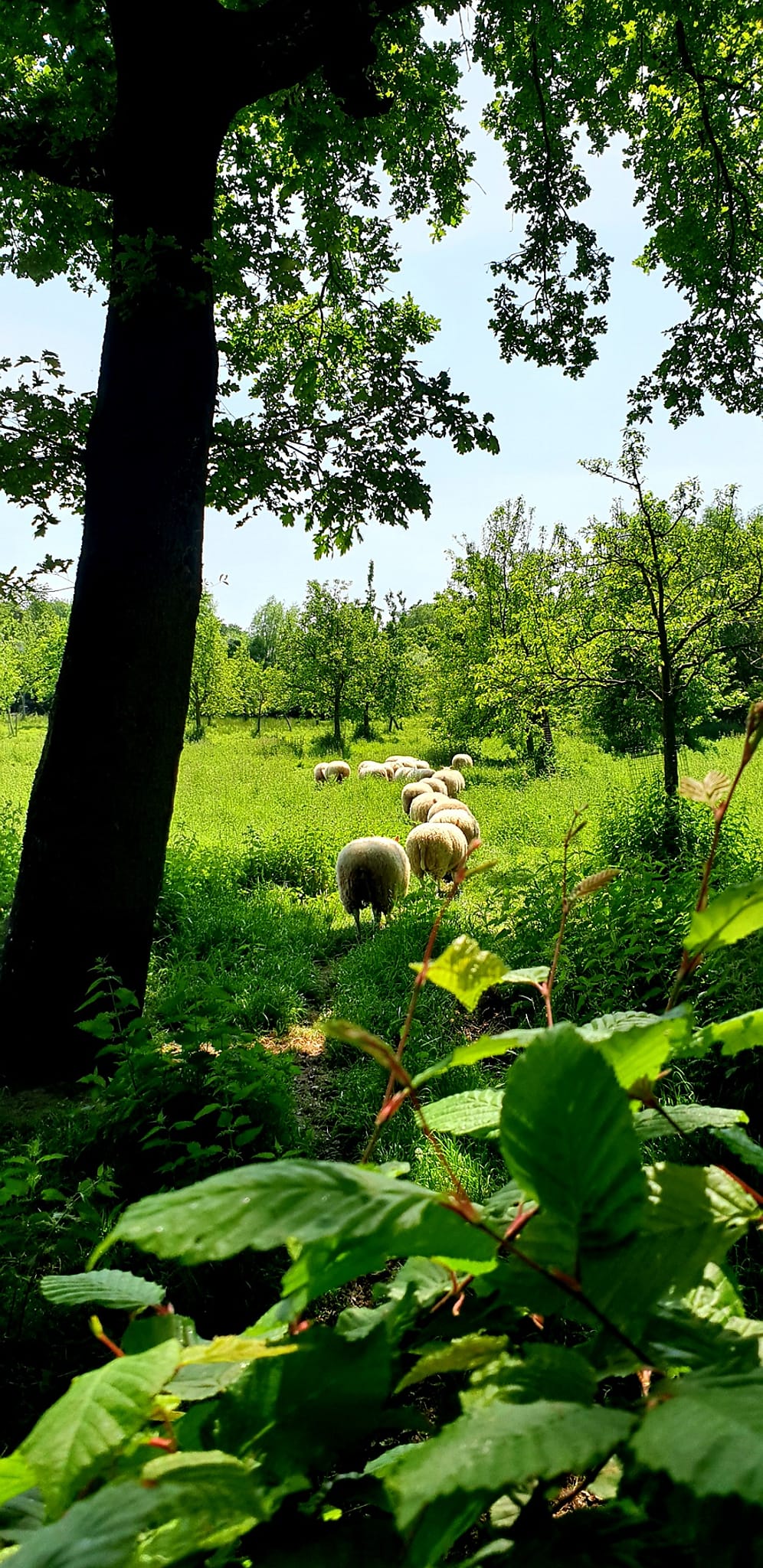 Moutons Dilbeek
